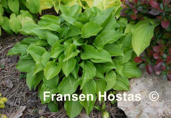 Hosta Plug Nickel